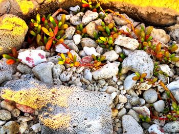 High angle view of stones