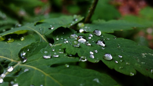 Close-up of water drops on leaves