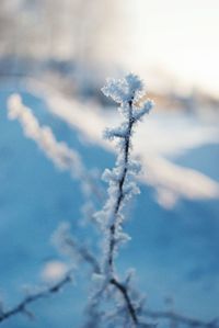 Close-up of frozen plant against sky