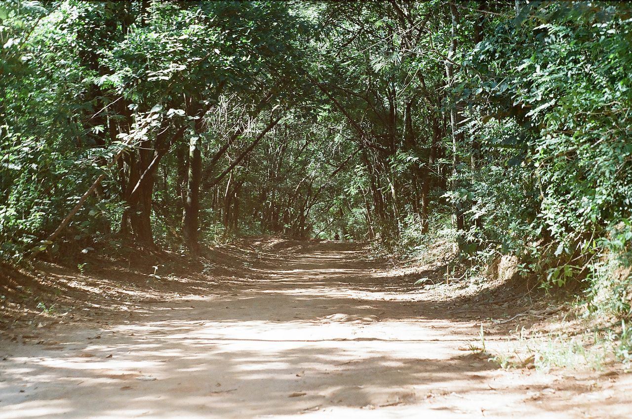 VIEW OF ROAD THROUGH FOREST