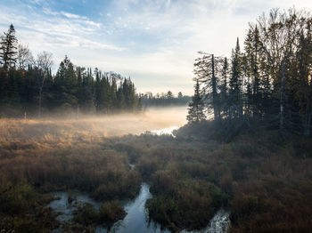 Scenic view of forest against sky