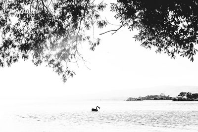 Rear view of silhouette people on beach against clear sky