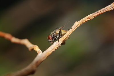 Close-up of insect on twig