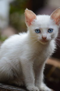 Close-up portrait of white kitten