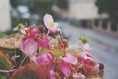 Close-up of pink flowering plant