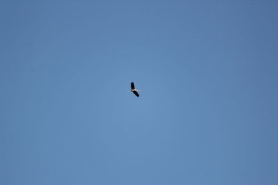 Low angle view of bird flying against clear blue sky