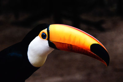 Close-up of yellow bird