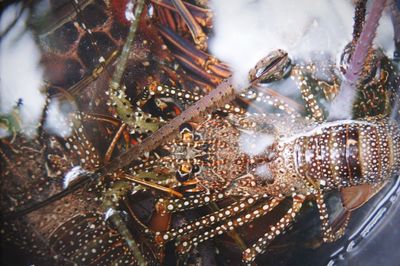 Close-up of starfish in water