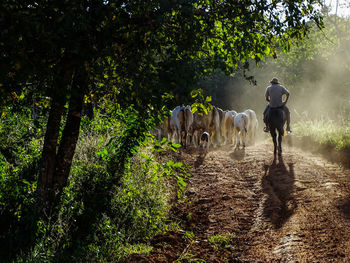 Full length of man horse riding  on landscape