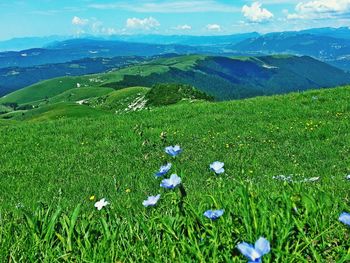 Scenic view of grassy field against sky