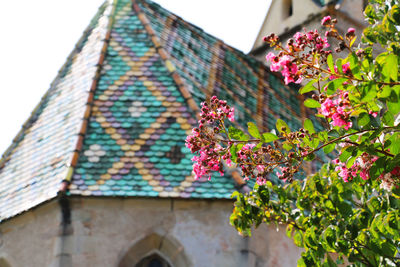 Low angle view of pink flowering plant against building