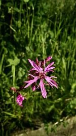 Close-up of pink flowers blooming outdoors