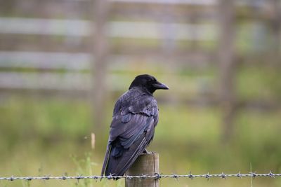 Crow perching on railing