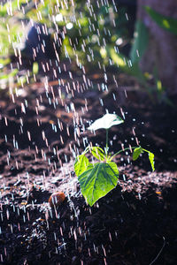 Close-up of raindrops on leaves