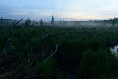 Forest swamp before dawn in a misty haze