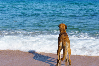 Dog on beach by sea