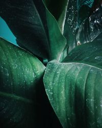 Close-up of water drops on leaf