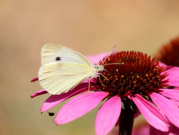 Close-up of butterfly on pink flower