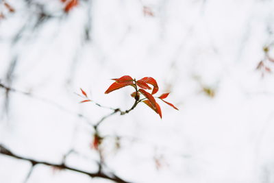 Close-up of red flowering plant during winter