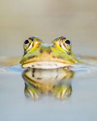 Close-up of turtle in water