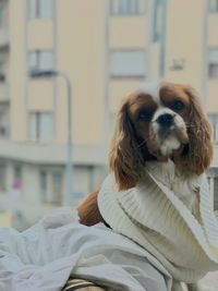 Cavalier king charles portrait