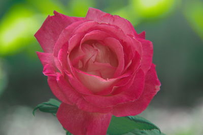 Close-up of red rose