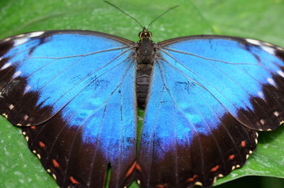 Close-up of butterfly on leaf
