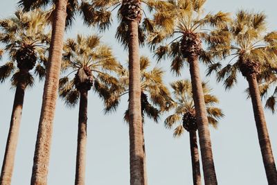 Low angle view of palm trees against sky