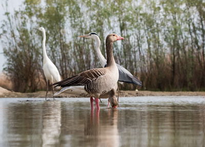 Birds in lake