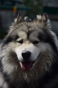 Close-up portrait of dog