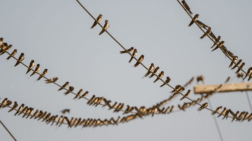 Low angle view of birds perching on power line