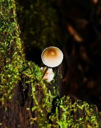 Close-up of mushroom growing in forest