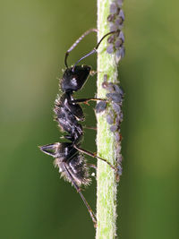 Close-up of insect on plant