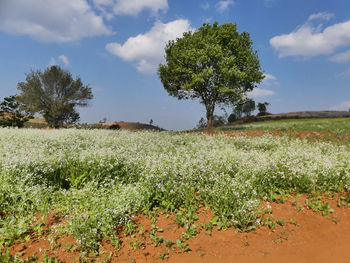 Plants growing on field against sky