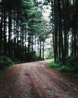 Road amidst trees in forest