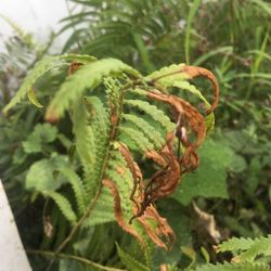 Close-up of fern plant