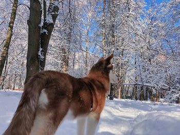 Horse on snow covered field