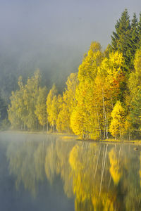 Yellow plants by lake against sky