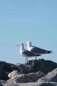 Seagull perching on rock against clear sky