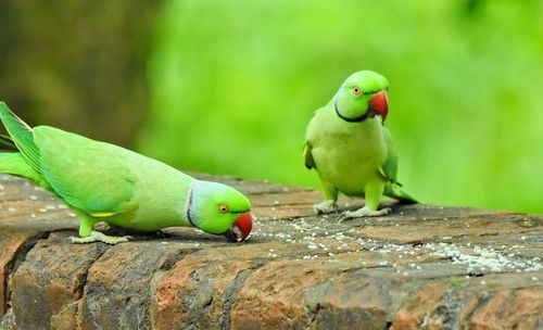 Close-up of parrot perching on wood