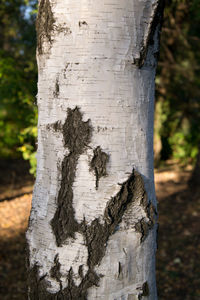 Close-up of tree trunk