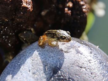 Close-up of turtle in water