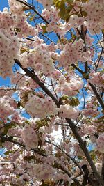 Low angle view of tree against sky