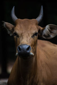 Close-up portrait of horse