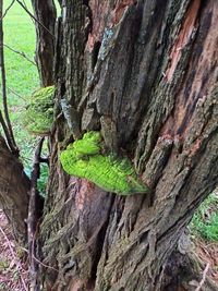 Close-up of lizard on tree trunk