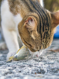 Cat is eating fish outdoor. close-up.