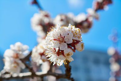Close-up of white cherry blossoms against sky