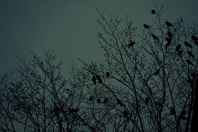 Low angle view of bare tree against sky