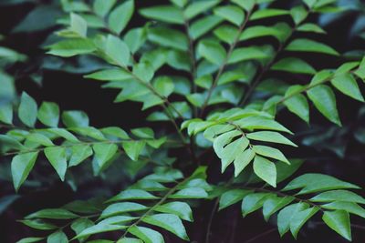 Close-up of green leaves