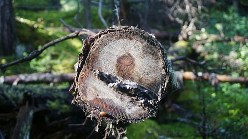 Close-up of tree stump